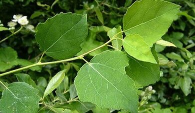 Aspen to treat chronic prostatitis