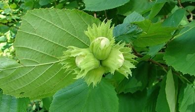 Hazel to treat chronic prostatitis