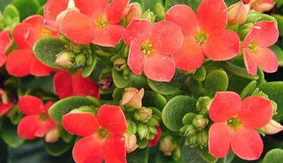 Kalanchoe to treat chronic prostatitis